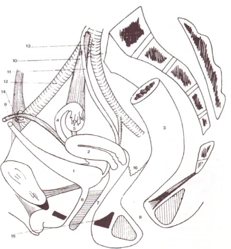 Fig 6: schéma des rapports de l’uretère pelvien chez la femme. 