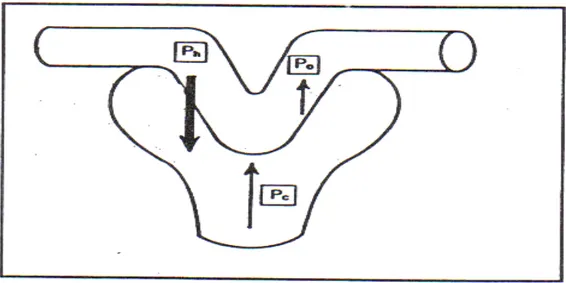 Fig 8 : Paramètres physiologiques de la filtration glomérulaire. 