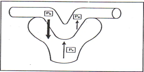 Fig 8 : Paramètres physiologiques de la filtration glomérulaire. 