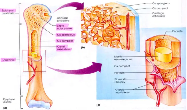 Figure 2 : Structure de l’os 