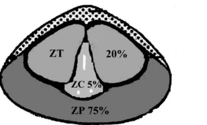 Figure 4 : Coupes sagittales passant par la prostate, les corps caverneux et l’urètre