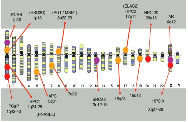 Figure 10 : localisations chromosomiques des gènes  de prédisposition au cancer de prostate