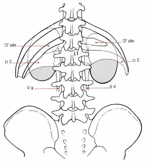 Figure 3: Rapports de la face postérieure des reins   avec la 12 e  côte en fonction de sa longueur    