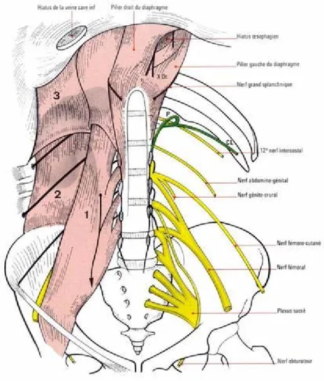 Figure 4 : Rapports postérieurs du rein avec la paroi musculo-aponévrotique de l'abdomen