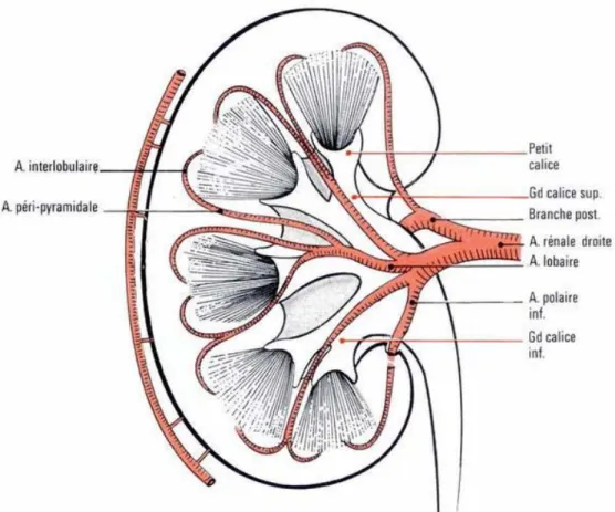 Figure 9 : Vue antérieure du rein montrant,   au niveau du sinus et du parenchyme,   les branches de division de l'artère rénale