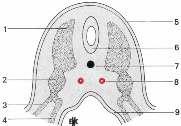 Figure 13 : Coupe schématique de l'embryon  mettant en évidence le mésoblaste intermédiaire