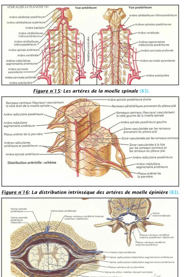 Figure n° 17: Les veines de la moelle épinière et de la colonne vertébrale  (83). 