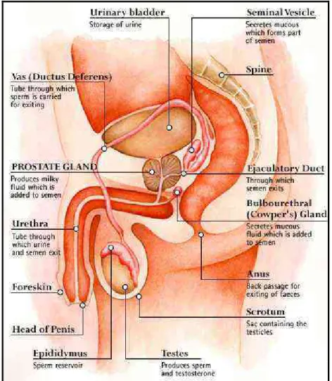 Figure 2 : l'appareil génital masculin