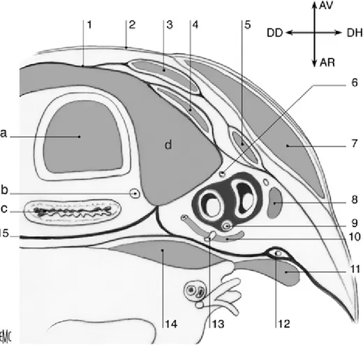 Figure 2 : schéma d’une coupe transversale de la loge thyroïdienne. [39]  1.  Aponévrose cervicale moyenne