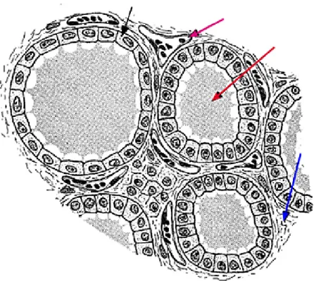 Figure 4 : Schéma d'une coupe histologique de la glande thyroïde. [4]  Flèche bleue : le stroma conjonctivo-vasculaire    Flèche rouge : la colloïde 
