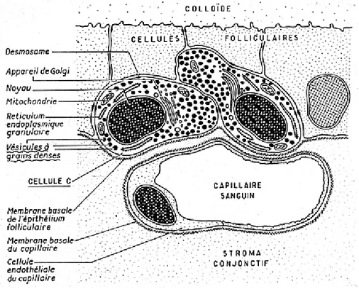 Figure 5 : Schéma d'une coupe histologique de la glande thyroïde. [4]  