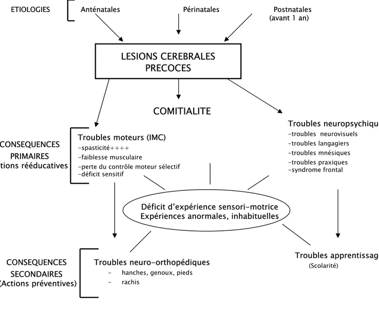 Figure 13 : Conséquences des lésions cérébrales précoces  sur les grandes fonctions  