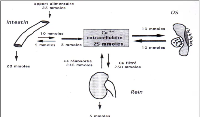 Figure 38 : Schéma du métabolisme du calcium [1] 