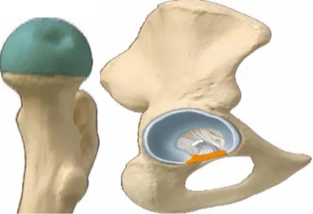 Figure 3 Articulation coxo-fémorale (surface articulaire et ligament rond) ⁽¹⁾ 