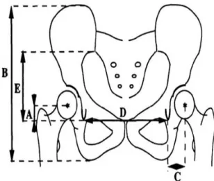 Figure 16 : Etude des coordonnées théoriques du centre de rotation de la hanche   (d’après Pierchon et Migaud) 