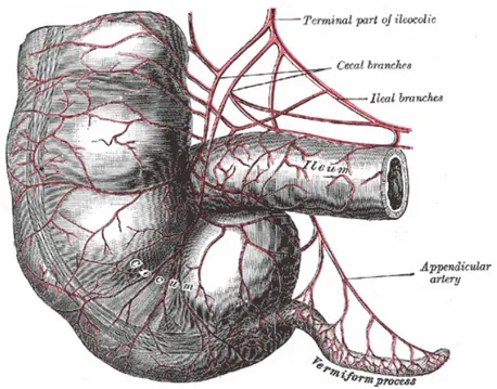 Figure 2 : Vascularisation de l’appendice 