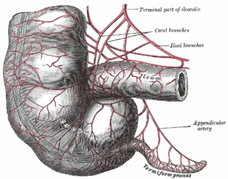 Figure 2 : Vascularisation de l’appendice 