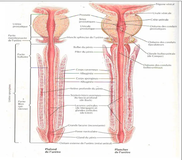 Figure 1 : coupe longitudinale de l’urètre masculin. 
