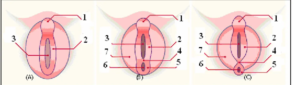 Figure 7: Organes génitaux indifférenciés. 
