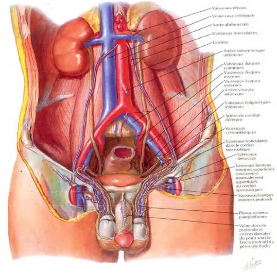 Figure n°1 : Anatomie de la région inguinale (6) 