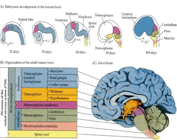 Figure 9: Evolution des vésicules cérébrales. 