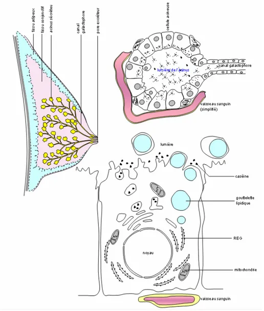 Figure 9 : coupes schématiques d’une cellule acineuse en haut, d’un acinus en bas et d’une  glande mammaire à gauche [23]