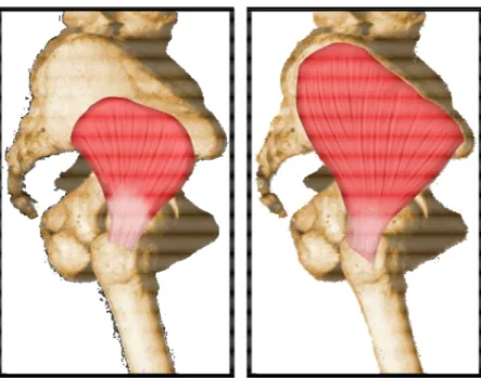 Figure  12 et 13 : Vue latérale de l’articulation coxo-fémorale (Gluteus medius, Gluteus minimus) (1) 