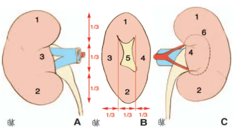 Figure 2 : Morphologie externe du rein droit.  A.  Face antérieure. 