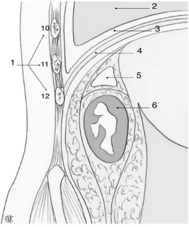 Figure 5. Rapports postérieurs des reins  1. Côtes (10e, 11e, 12e) ; 2. Poumon ; 3. Plèvre ; 4