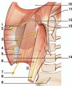 Figure 6 : Rapports Lombaires du rein  1. 12 e  côte ; 2. Nerf sous-costal ; 3. Nerf iliohypogastrique ; 