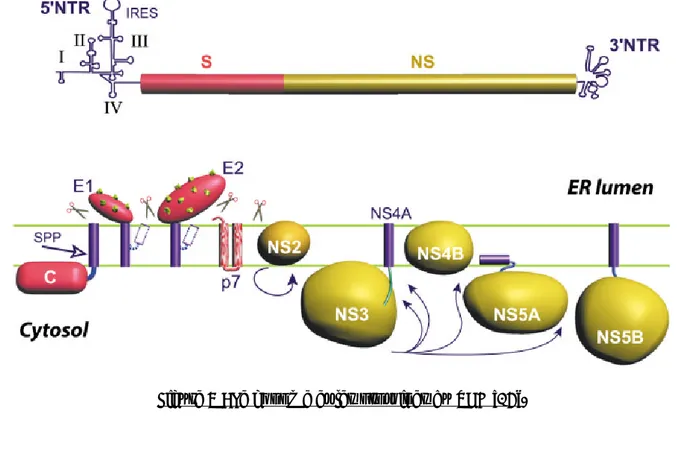 Figure 7 : Le génome et les protéines du VHC [16]. 