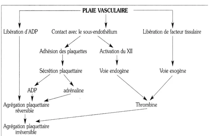 Figure 12 : Schéma de l’hémostase primaire et liens avec la coagulation.  1-2 Coagulation (figure 13) : 