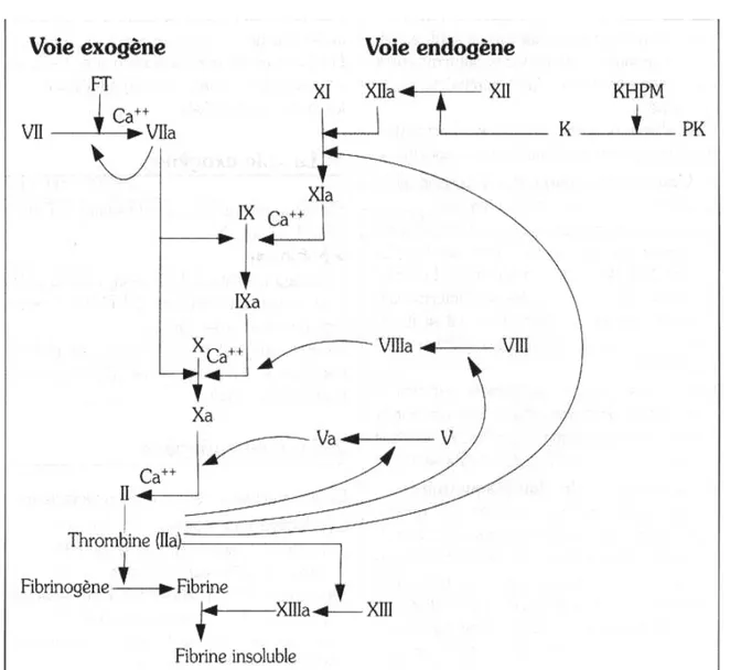 Figure 13 : Schéma de la coagulation.  1-3 Fibrinolyse : 