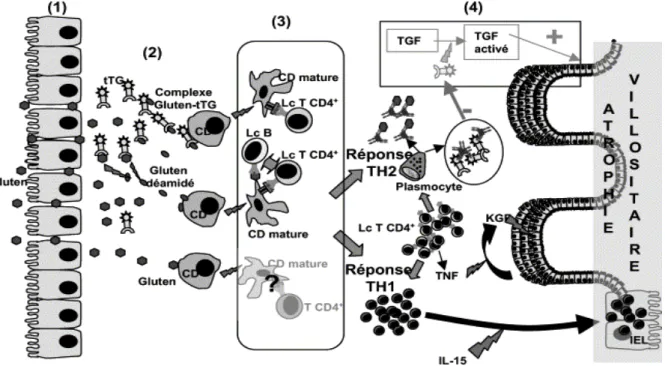 Figure n° 5 : Réponse immunitaire et mécanismes aboutissant à la destruction tissulaire dans  la maladie coeliaque (schéma physiopathologique établi d’après les données de la littérature) 