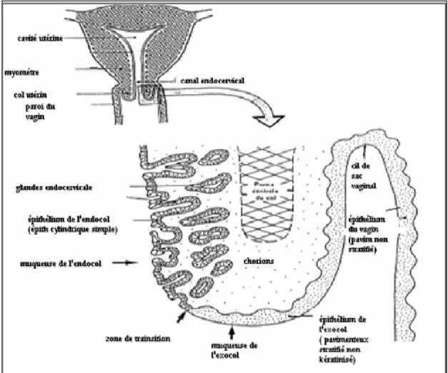 Figure 9: schéma montrant l’épithélium endocervical, l’epithélium exocervical et la zone de  transition