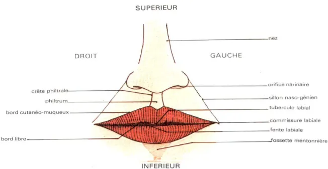 Figure 1 : Vue antérieure de la bouche montrant la configuration    et limites des lèvres [3] 