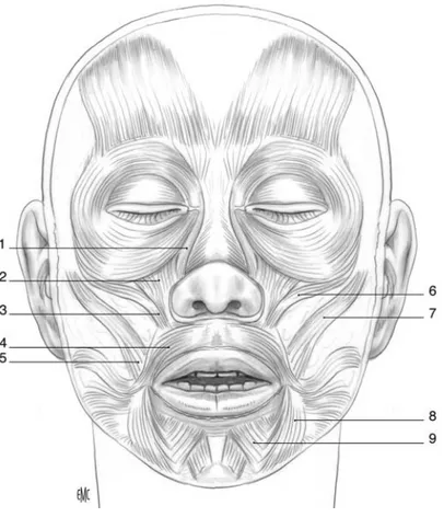 Figure 3: Muscles des lèvres [4]                                                                                                                      1
