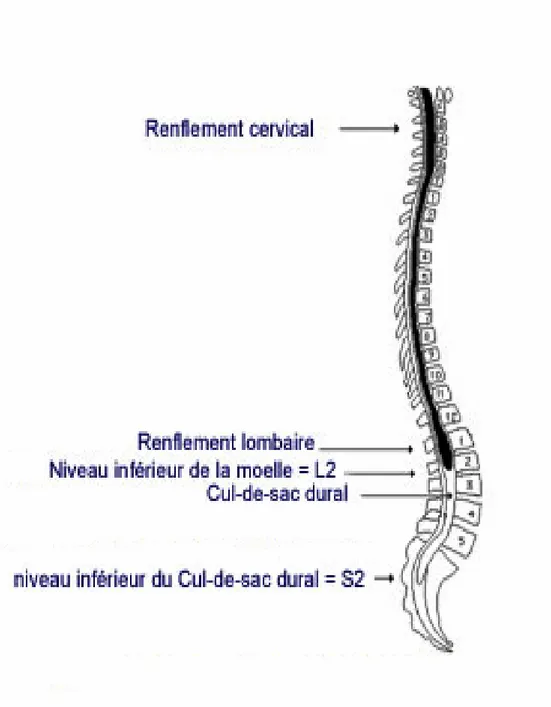 Figure 7 : schéma représentatif de la disposition général dans le canal vertébral de la moelle  épinière
