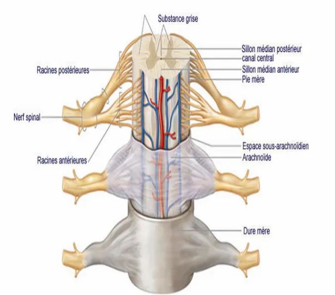 Figure 8 : schéma représentatif des enveloppes médullaires. 