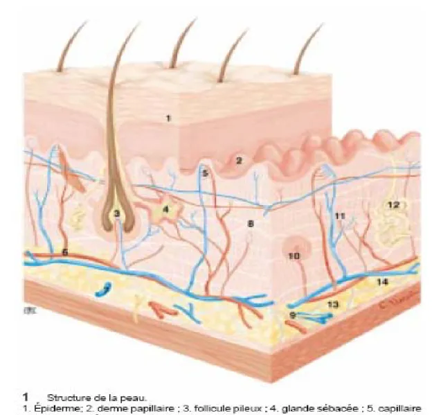 Figure 7 : structure de la peau. [15] 