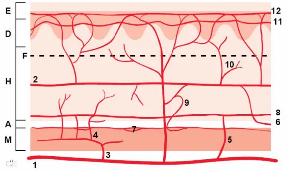 Figure 8 : Vascularisation artérielle de la peau 