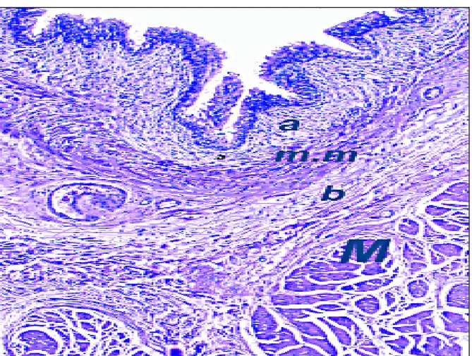 Figure 3 : Coupe histologique d’une vessie normale : Chorion muqueux comportant le chorion  superficiel (a) et le chorion profond (b), séparés par la musculaire muqueuse ou muscularis 
