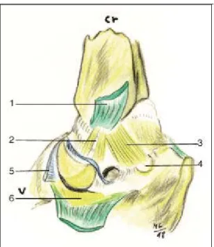 Figure 12: vue médiale de l’articulations de la         cheville  plan profond 