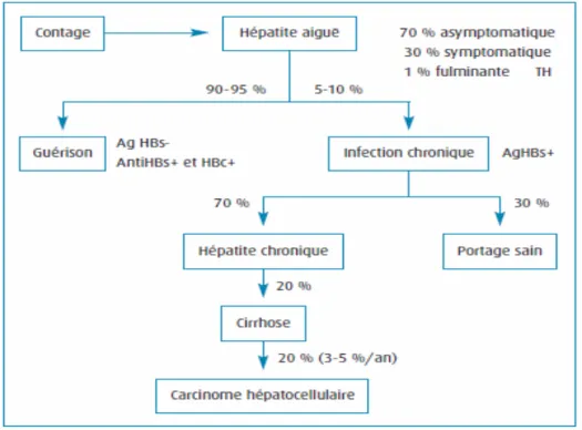 Figure 9 : Histoire naturelle de l’infection virale B (3)  L’hépatite B évolue schématiquement en plusieurs phases (figure10)      
