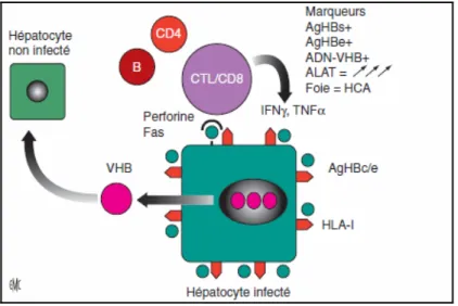 Figure 12 : Phase de clairance immunitaire. HCA : hépatite chronique active. 
