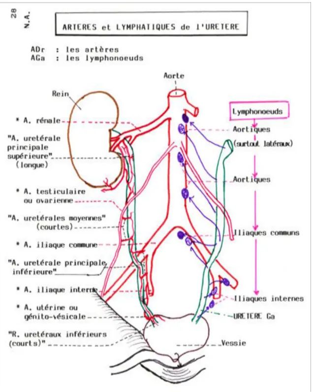 Figure 4 : Vascularisation artérielle et lymphatique des uretères  