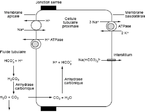 Fig 3: Réabsorption des HCO3 - dans le tube proximal. [5] 