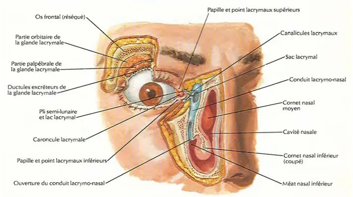 Figure 9 : Schéma des voies lacrymales excrétrices [3] 