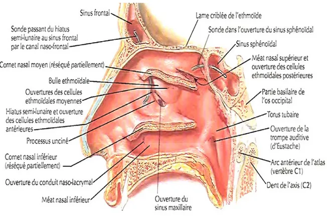 Figure 10 : Coupe sagittale de la cavité nasale ; ouverture du conduit lacrymonasal dans  les fosses nasales