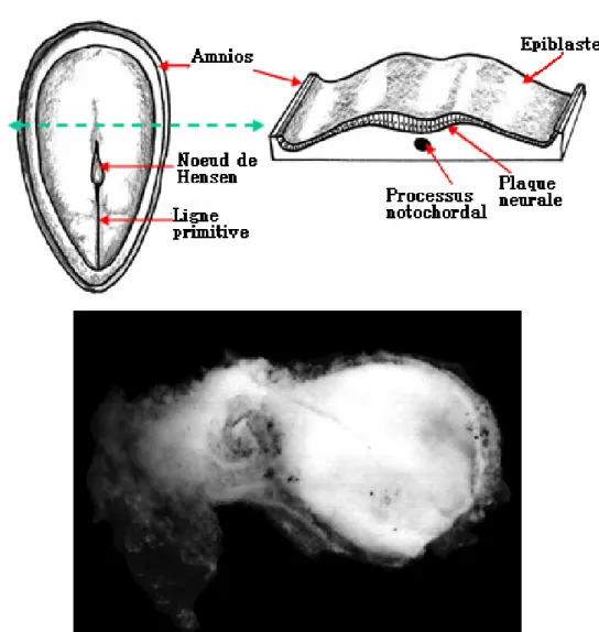 fig. 2 : schéma et photo illustrant la mise en place du chordo-mésoblaste (3 e  feuillet) au 